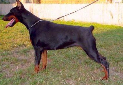 Klau Loa di Satti v. Morosso | Black Doberman Pinscher