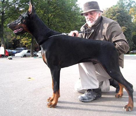 Alians iz Zoosfery | Black Doberman Pinscher