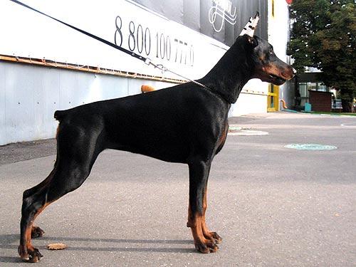 Almira iz Zoosfery | Black Doberman Pinscher