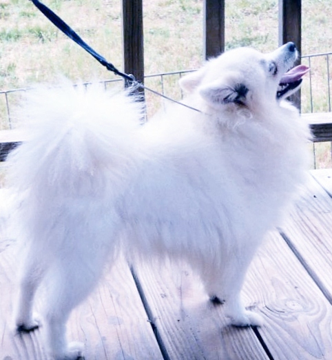 La Estancia The Maestro | American Eskimo Dog 