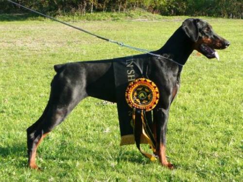 Filimamont Gulnar | Black Doberman Pinscher