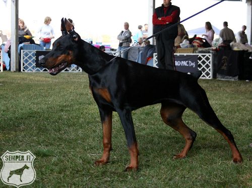 Bonita v. Pressilla | Black Doberman Pinscher