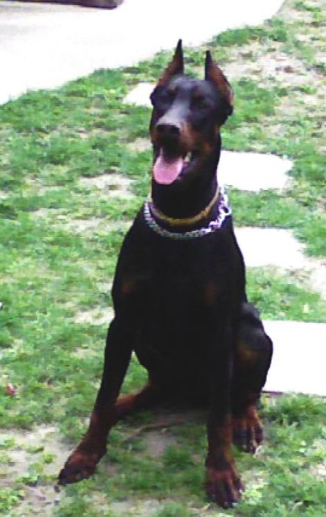 Köd-Hegy Bandita | Black Doberman Pinscher