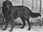 Darenth | Flat-Coated Retriever 