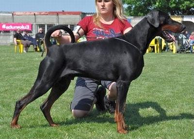 Hayco v.'t Genebos | Black Doberman Pinscher