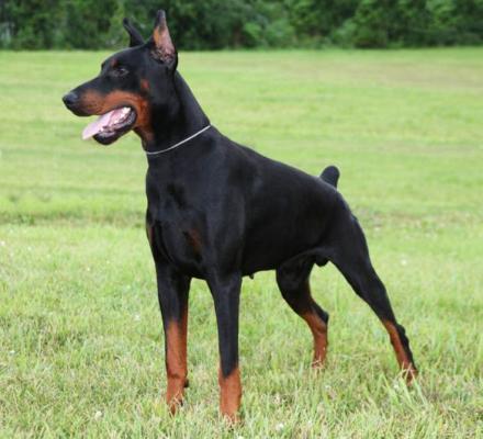 Helios v.'t Genebos | Black Doberman Pinscher