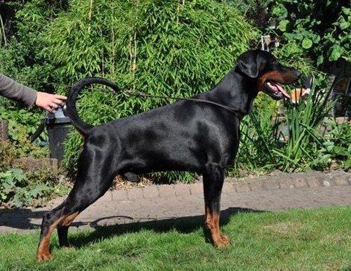 Hunter v.'t Genebos | Black Doberman Pinscher