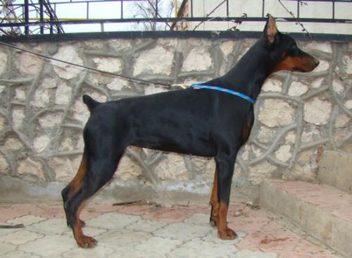 Nobil Donna de Grande Vinko | Black Doberman Pinscher