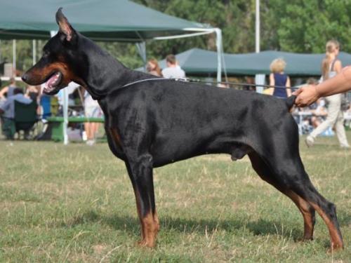 Nikandr November de Grande Vinko | Black Doberman Pinscher