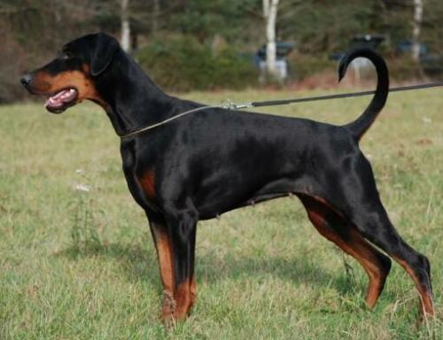 Anjuli v. Kunstadt | Black Doberman Pinscher