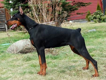 Lemira Shade di Altobello | Black Doberman Pinscher