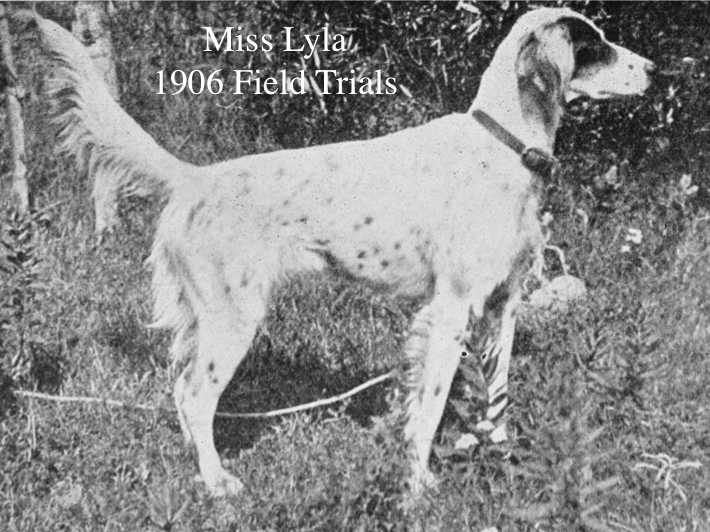 Miss Lyla | English Setter 