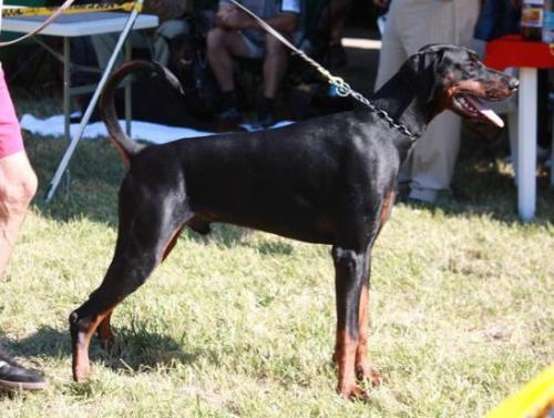 Magianero v. Hunnoterra | Black Doberman Pinscher