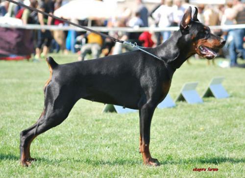 Allegra Amy Libertinero | Black Doberman Pinscher