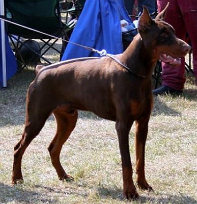 Tornado Tyson v. Hunnoterra | Brown Doberman Pinscher