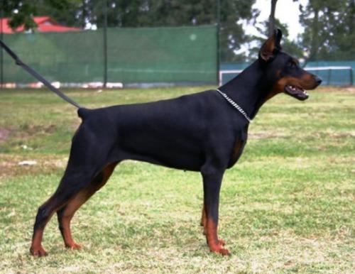 Quarta v. Hunnoterra | Black Doberman Pinscher