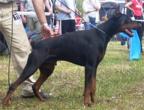 Renoir Re v. Hunnoterra | Black Doberman Pinscher