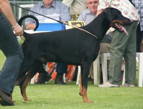 Hummer v.d. Donauhoeve | Black Doberman Pinscher