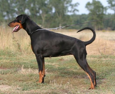 Magma v. Gerdautal | Black Doberman Pinscher