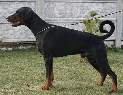 Paradiz Ronado Armstrong | Black Doberman Pinscher