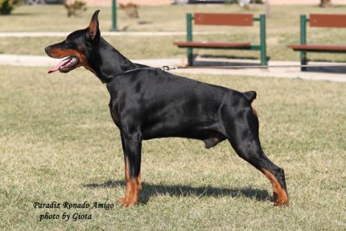 Paradiz Ronado Amigo | Black Doberman Pinscher