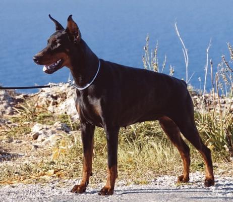 Paradiz Ronado Alpha Queen Of The Ring | Black Doberman Pinscher