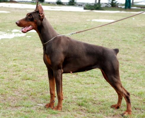 Anina del Naissus | Brown Doberman Pinscher