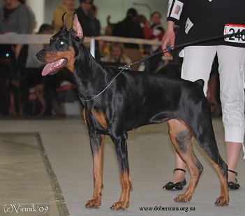 Olivia iz Doma Domeni | Black Doberman Pinscher