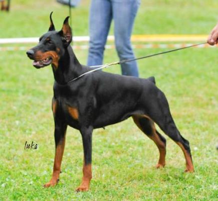 Oprah iz Doma Domeni | Black Doberman Pinscher