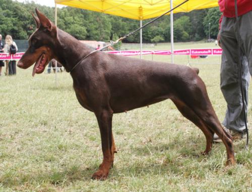 Etna dei Monti Cimini | Brown Doberman Pinscher