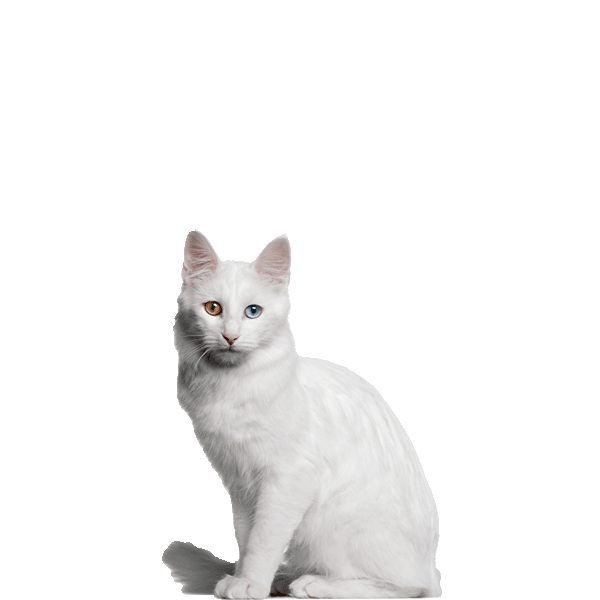 Turkish Angora