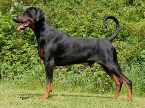 Amazon Playing With Fire To Sealandair JW | Black Doberman Pinscher