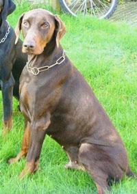 Barry v.d. Berkensingel | Brown Doberman Pinscher