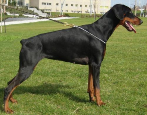 Fairy Campagnanensis | Black Doberman Pinscher