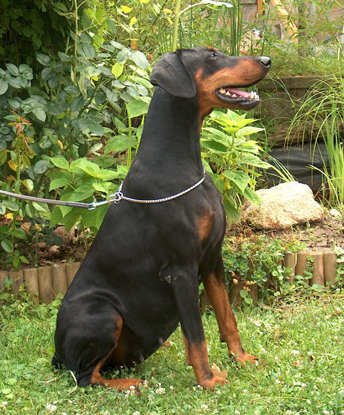 Valdimora Reni | Black Doberman Pinscher