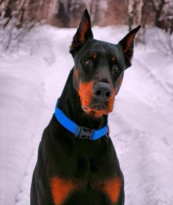 Zolotaya Dinastiya Maximillian | Black Doberman Pinscher