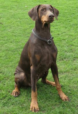 Bonnie v. Hülsberg | Brown Doberman Pinscher