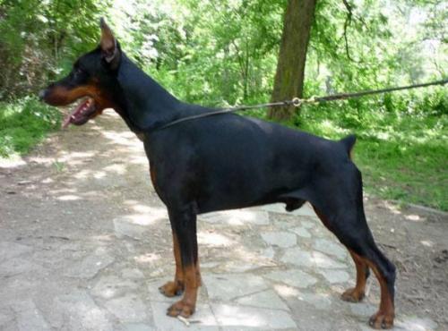 Adonis s Mysa Hersones | Black Doberman Pinscher