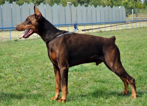 Aflame A'Ron s Mysa Hersones | Brown Doberman Pinscher