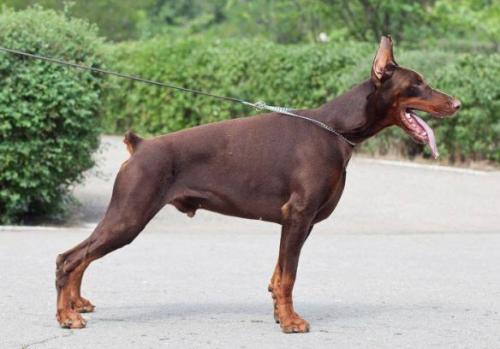 Amber s Mysa Hersones | Brown Doberman Pinscher