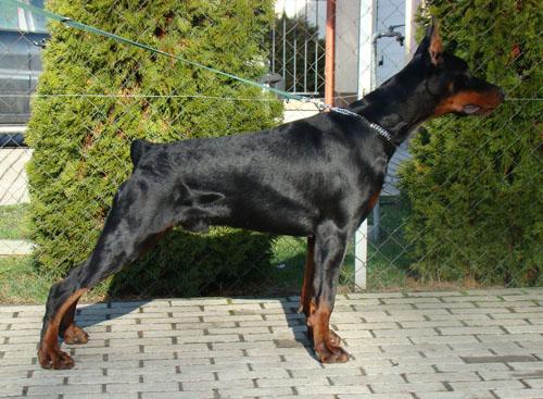 Alfa v. Sentinel | Black Doberman Pinscher