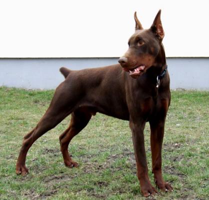 Amor v. Sentinel | Brown Doberman Pinscher