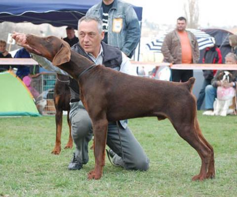 Apache v. Sentinel | Brown Doberman Pinscher