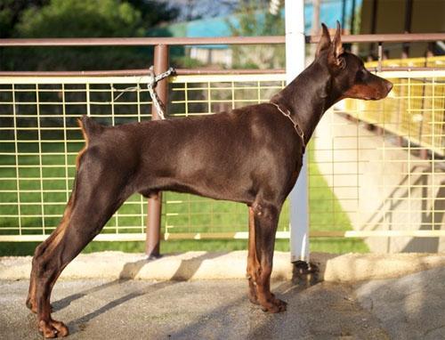 Aslan v. Sentinel | Brown Doberman Pinscher