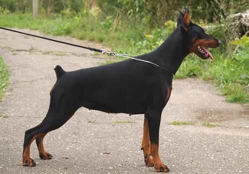 Sant Kreal Citadel | Black Doberman Pinscher