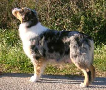 Too Much des Chemins Cathares | Australian Shepherd 