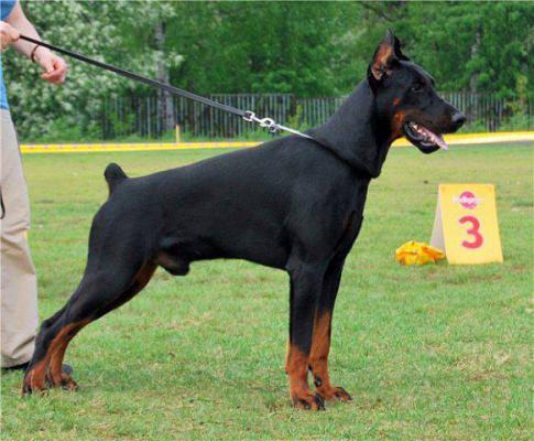 Sant Kreal Ciceron | Black Doberman Pinscher