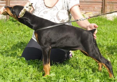 Sant Kreal Circea | Black Doberman Pinscher