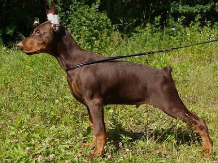 Sant Kreal Circon | Brown Doberman Pinscher