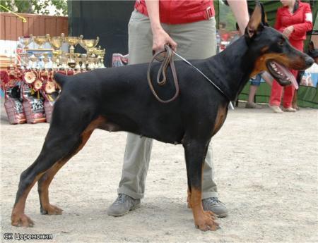 Sant Kreal Ceremonia | Black Doberman Pinscher